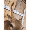 Image 6 : Rare Velvet Antlered Whitetail Doe Shoulder Mount Taxidermy