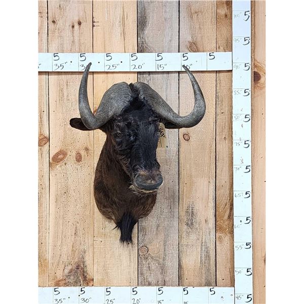 African Wildebeest Shoulder Mount Taxidermy