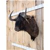 Image 2 : African Wildebeest Shoulder Mount Taxidermy