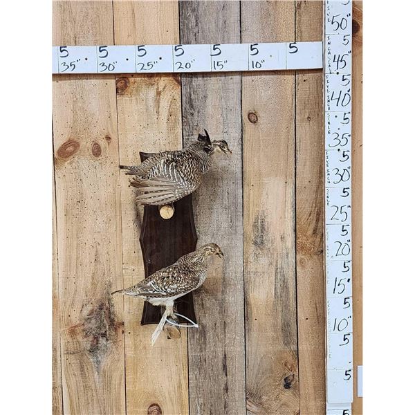 Male & Female Grouse Bird Taxidermy