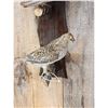 Image 2 : Male & Female Grouse Bird Taxidermy
