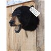 Image 3 : Black Bear Head Mount Taxidermy