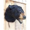 Image 5 : Black Bear Head Mount Taxidermy