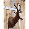 Image 4 : African Blesbok Shoulder Mount Taxidermy