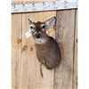 Image 2 : Whitetail Doe Shoulder Mount Taxidermy