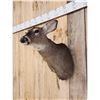 Image 3 : Whitetail Doe Shoulder Mount Taxidermy