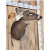 Image 4 : Whitetail Doe Shoulder Mount Taxidermy