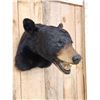 Image 4 : Black Bear Head Mount Taxidermy