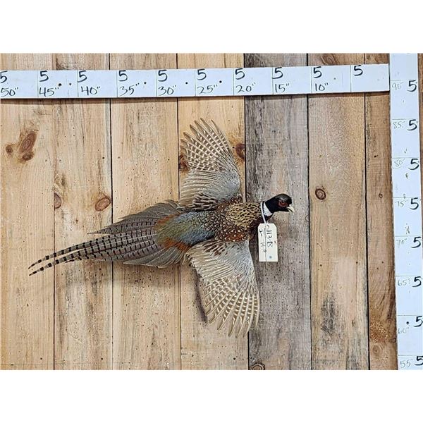Ringneck Pheasant In Flight Bird Taxidermy