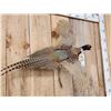 Image 4 : Ringneck Pheasant In Flight Bird Taxidermy