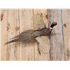 Image 2 : Ringneck Pheasant In Flight Bird Taxidermy