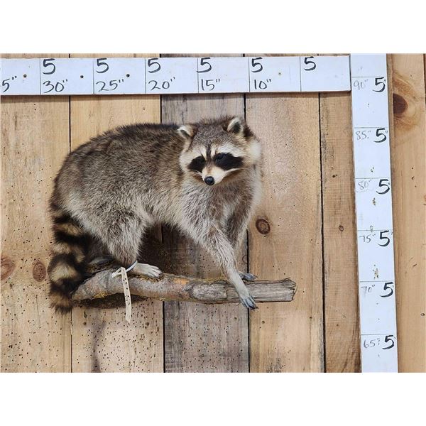 Raccoon On A Limb Full Body Taxidermy Mount