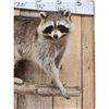 Image 2 : Raccoon On A Limb Full Body Taxidermy Mount