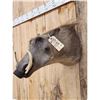 Image 3 : African Warthog Shoulder Mount Taxidermy
