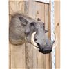 Image 4 : African Warthog Shoulder Mount Taxidermy