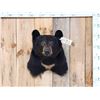 Image 1 : Black Bear Shoulder Mount Taxidermy