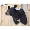 Image 3 : Black Bear Shoulder Mount Taxidermy