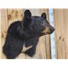 Image 4 : Black Bear Shoulder Mount Taxidermy