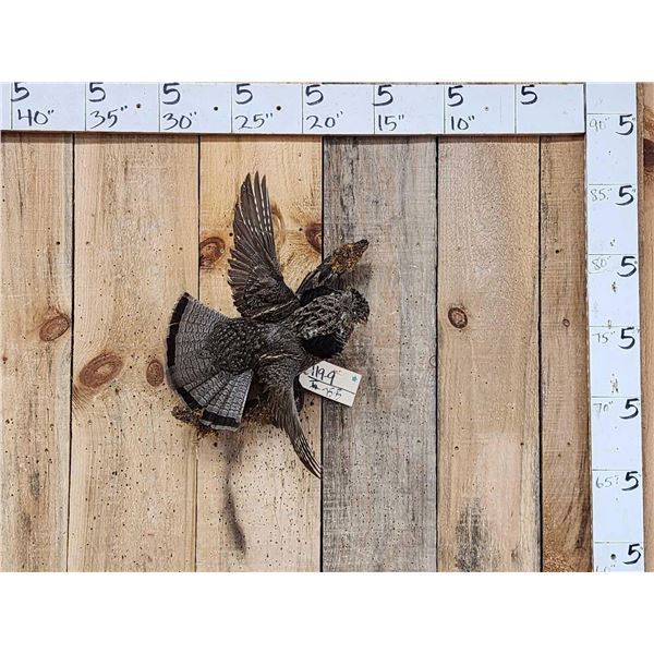 Ruffed Grouse In Flight Bird Taxidermy