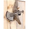 Image 4 : Ruffed Grouse In Flight Bird Taxidermy