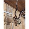 Image 3 : African Kudu Shoulder Mount Taxidermy