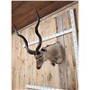 Image 4 : African Kudu Shoulder Mount Taxidermy