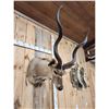 Image 6 : African Kudu Shoulder Mount Taxidermy