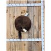 Image 1 : Taxidermy American Bison Buffalo Rump