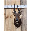 Image 2 : African Bush Buck Shoulder Mount Taxidermy