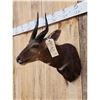 Image 3 : African Bush Buck Shoulder Mount Taxidermy