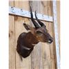 Image 4 : African Bush Buck Shoulder Mount Taxidermy