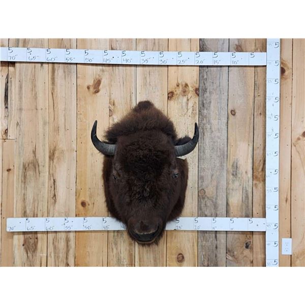 American Bison Buffalo Shoulder Mount Taxidermy