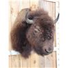 Image 5 : American Bison Buffalo Shoulder Mount Taxidermy