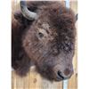 Image 6 : American Bison Buffalo Shoulder Mount Taxidermy