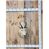 Image 1 : Vintage Mountain Goat Shoulder Mount Taxidermy