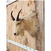Image 3 : Vintage Mountain Goat Shoulder Mount Taxidermy