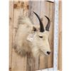 Image 4 : Vintage Mountain Goat Shoulder Mount Taxidermy