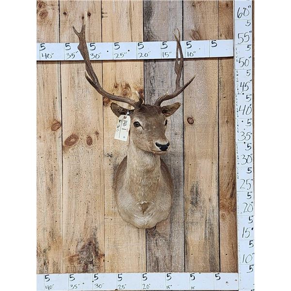 Chocolate Fallow Deer Shoulder Mount Taxidermy
