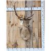 Image 1 : Chocolate Fallow Deer Shoulder Mount Taxidermy