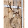 Image 2 : Chocolate Fallow Deer Shoulder Mount Taxidermy