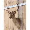 Image 3 : Chocolate Fallow Deer Shoulder Mount Taxidermy