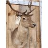 Image 5 : Chocolate Fallow Deer Shoulder Mount Taxidermy