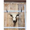 Image 1 : Longhorn Highlander Steer Cross Shoulder Mount Taxidermy