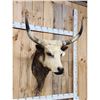 Image 3 : Longhorn Highlander Steer Cross Shoulder Mount Taxidermy