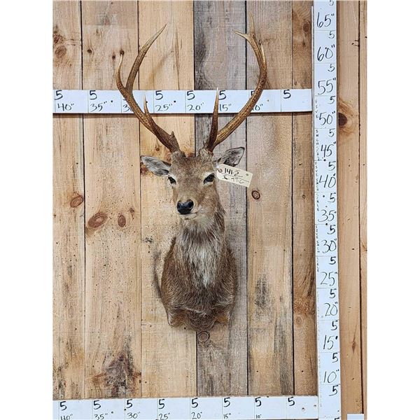 Sika Deer Shoulder Mount Taxidermy