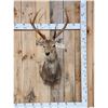 Image 1 : Sika Deer Shoulder Mount Taxidermy
