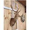 Image 2 : Sika Deer Shoulder Mount Taxidermy