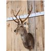 Image 3 : Sika Deer Shoulder Mount Taxidermy