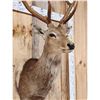 Image 5 : Sika Deer Shoulder Mount Taxidermy