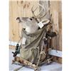 Image 3 : Whitetail Deer Pack Out Taxidermy Mount